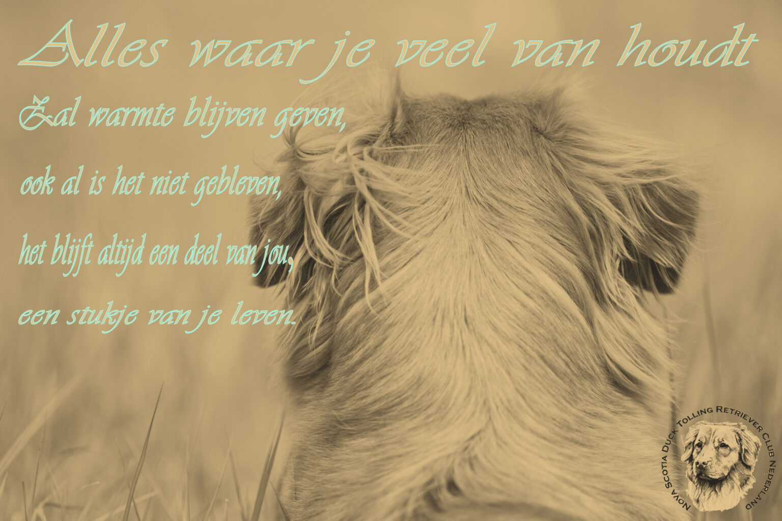 Hond Overleden Bloed Uit Anus